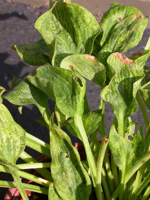 Hosta Virus X